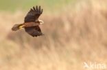 Bruine Kiekendief (Circus aeruginosus)