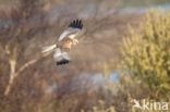 Marsh Harrier (Circus aeruginosus)