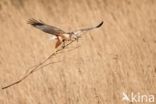 Bruine Kiekendief (Circus aeruginosus)