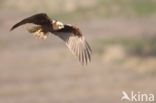 Marsh Harrier (Circus aeruginosus)