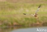 Bruine Kiekendief (Circus aeruginosus)