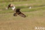 Bruine Kiekendief (Circus aeruginosus)