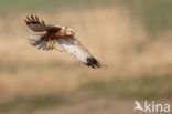 Marsh Harrier (Circus aeruginosus)