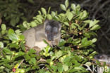 brown lemur (Eulemur fulvus)