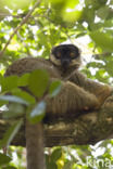 Bruine lemur (Eulemur fulvus)