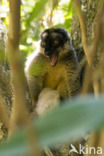 brown lemur (Eulemur fulvus)