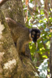 brown lemur (Eulemur fulvus)