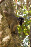 Bruine lemur (Eulemur fulvus)