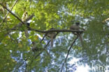 brown lemur (Eulemur fulvus)