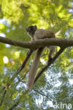 Bruine lemur (Eulemur fulvus)