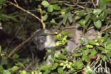 Common brown lemur (Eulemur fulves)