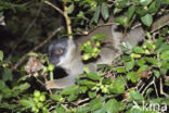 Common brown lemur (Eulemur fulves)