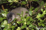 Common brown lemur (Eulemur fulves)