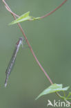 Brown Emerald Damselfly (Sympecma fusca)