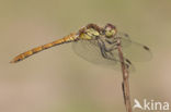 Bruinrode heidelibel (Sympetrum striolatum)