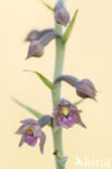 Dark-red Helleborine (Epipactis atrorubens)