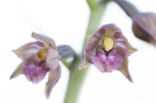 Bruinrode wespenorchis