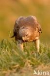 Buizerd (Buteo buteo)