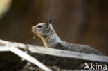 Californische grondeekhoorn (Spermophilus beecheyi)