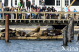 Californian sea lion (Zalophus californianus)