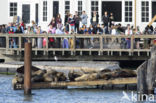 Californian sea lion (Zalophus californianus)