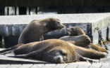 Californian sea lion (Zalophus californianus)