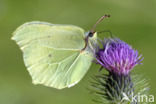 Citroenvlinder (Gonepteryx rhamni)