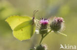 Citroenvlinder (Gonepteryx rhamni)