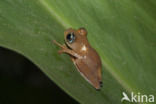 Propithecus coquereli