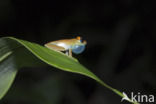 Coquerels kroonsifaka (Propithecus coquereli)