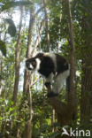 Coquerels kroonsifaka (Propithecus coquereli)