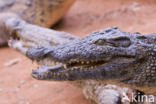 Crocodylus niloticus madagascariensis