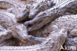 Crocodylus niloticus madagascariensis