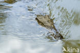 Crocodylus niloticus madagascariensis