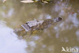 Crocodylus niloticus madagascariensis