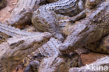 Crocodylus niloticus madagascariensis