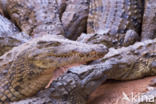 Crocodylus niloticus madagascariensis