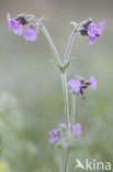 Dagkoekoeksbloem (Silene dioica)