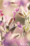 Dagkoekoeksbloem (Silene dioica)