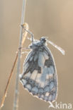 Dambordje (Melanargia galathea)