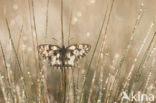 Dambordje (Melanargia galathea)