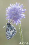 Dambordje (Melanargia galathea)