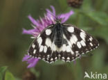 Marbled White (Melanargia galathea)