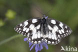 Dambordje (Melanargia galathea)