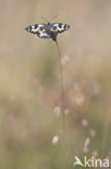 Marbled White (Melanargia galathea)