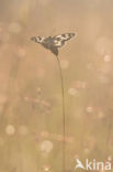 Marbled White (Melanargia galathea)