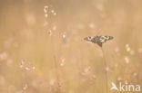 Dambordje (Melanargia galathea)