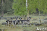 Fallow Deer (Dama dama)