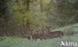 Fallow Deer (Dama dama)