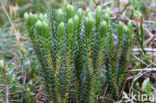 Fir Clubmoss (Huperzia selago)